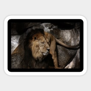 lion - indian lion Sticker